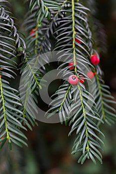 European yew Taxus baccata red arils, theÂ berrylike fruit